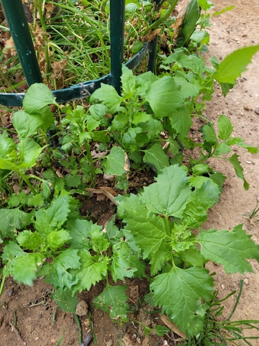 Chenopodiastrum murale observed 2026-10-22