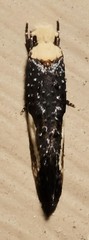 Monopis longella