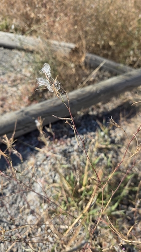 Epilobium brachycarpum, 2026-10-22