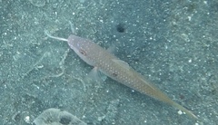 Parupeneus heptacantha