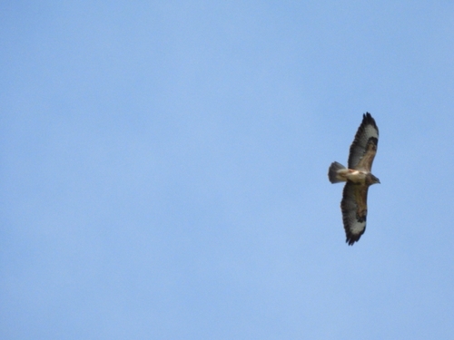 Common Buzzard