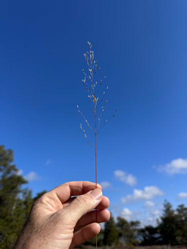 Sporobolus heterolepis, 2026-10-22