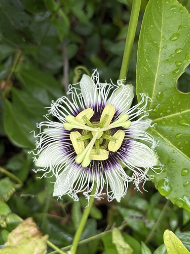 Passiflora edulis observed 2026-10-21