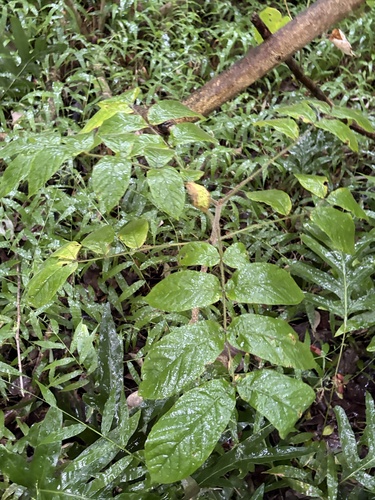 Spathodea campanulata observed 2026-10-21
