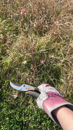 Oenothera filiformis, 2026-10-22