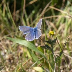 Polyommatus icarus