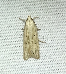 Helcystogramma