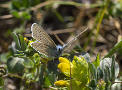 Polyommatus icarus
