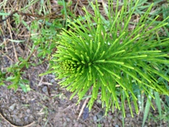 Equisetum