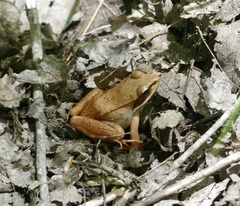 Lithobates sylvaticus