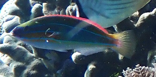 Stethojulis trilineata observed 2026-10-16
