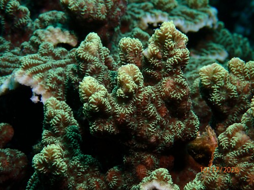 Merulina ampliata observed 2026-10-17