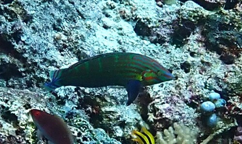 Halichoeres melanurus observed 2026-10-17