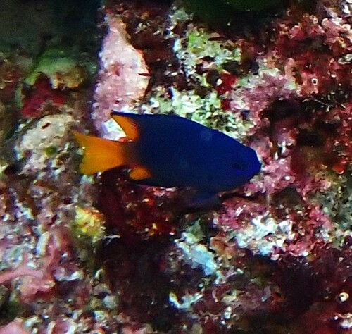 Pomacentrus philippinus observed 2026-10-17