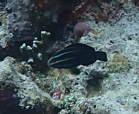 Chlorurus microrhinos observed 2026-10-17
