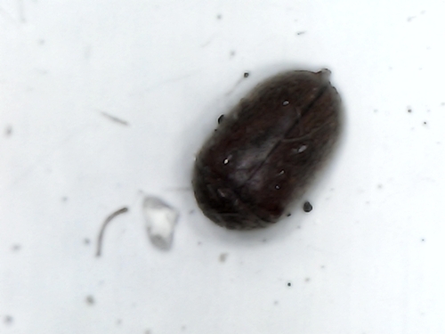 Tricorynus