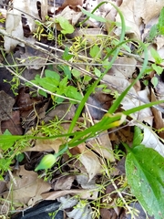 Puccinia asparagi