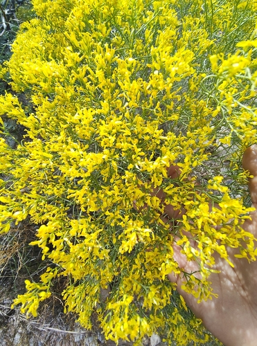 sticky snakeweed