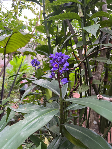 Dichorisandra thyrsiflora observed 2026-10-17