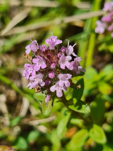 Image of Thymus odoratissimus by (c) Jacek Pietruszewski, some rights reserved (CC BY)