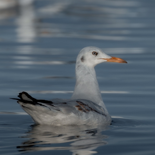 iNaturalist image