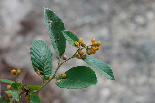 Davilla rugosa (Davilla rugosa)