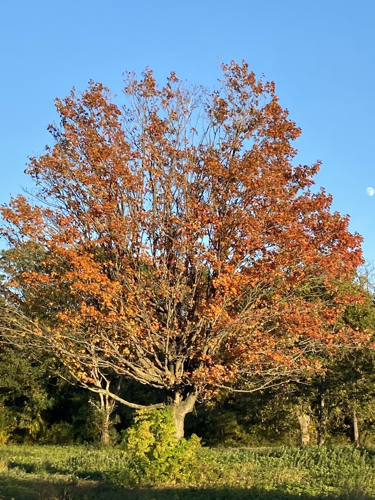 A photograph from Oct 22, 2026, about 32 miles from Island Brook Park, Trumbull, where the observer’s point is approximate.