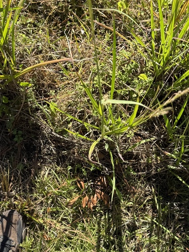 Paspalum urvillei observed 2026-10-22