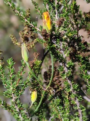 Calochortus weedii