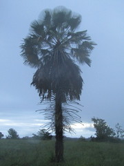 Copernicia prunifera