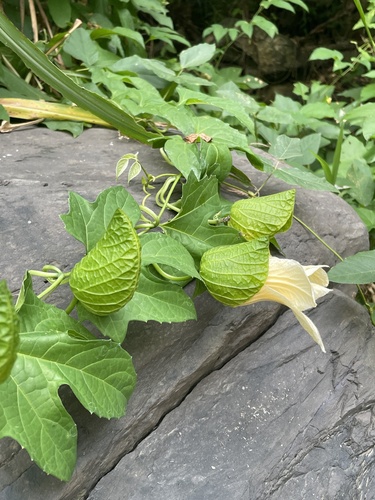 Momordica cochinchinensis observed 2026-10-16
