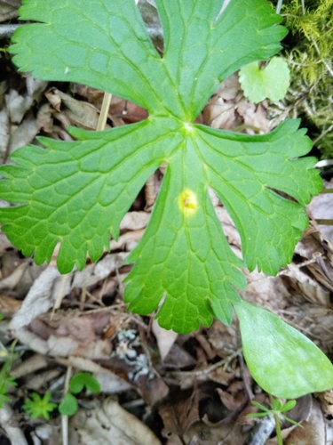 Puccinia polygoni-amphibii