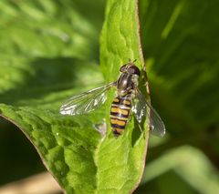 Episyrphus balteatus