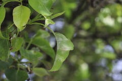 Podosphaera leucotricha