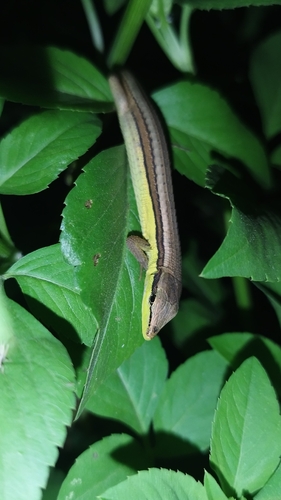 Takydromus sexlineatus observed 2026-10-19