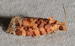 Argyrotaenia tabulana