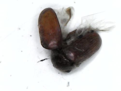 Tricorynus