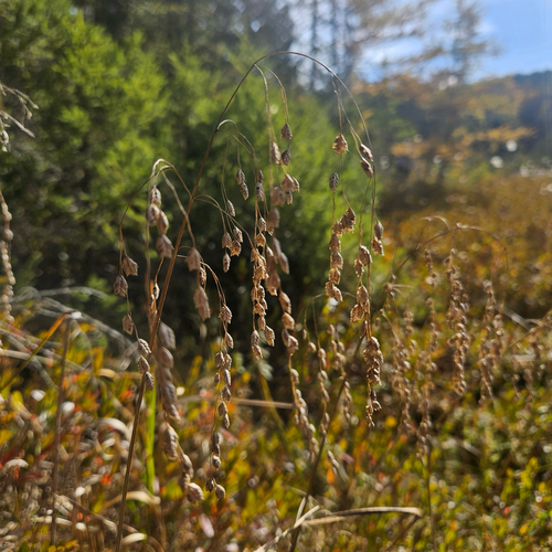Glyceria canadensis, 2026-10-21
