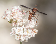 Physocephala burgessi