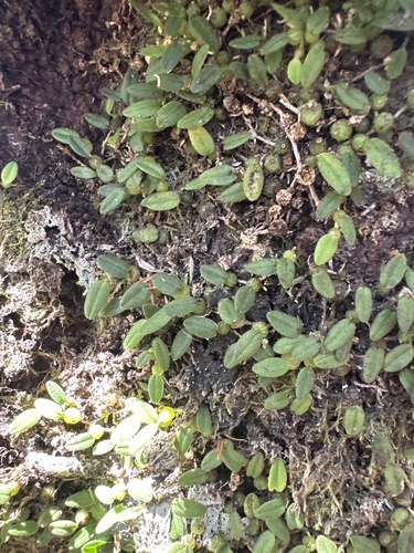 Bulbophyllum observed 2026-10-23