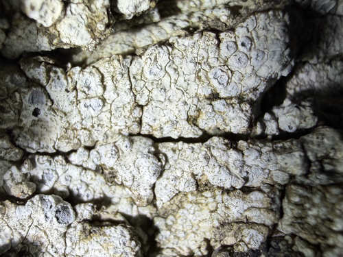 Chiseled Sunken Disk Lichen