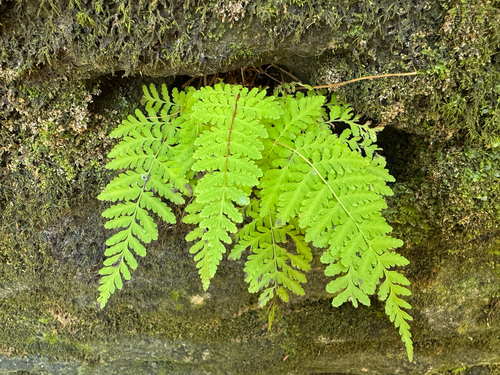 Cystopteris, 2026-10-22