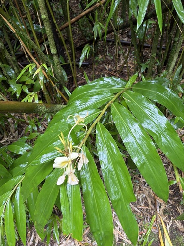 Hedychium flavescens observed 2026-10-21