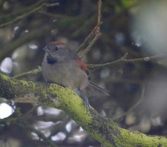 Synallaxis subpudica