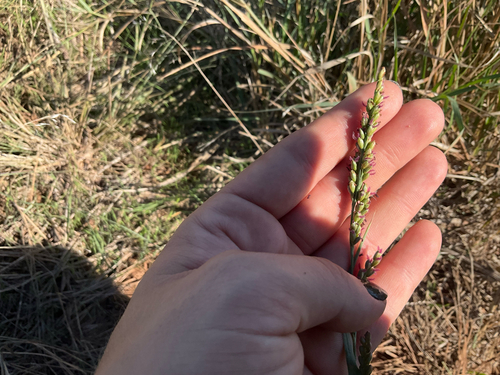 vine mesquite