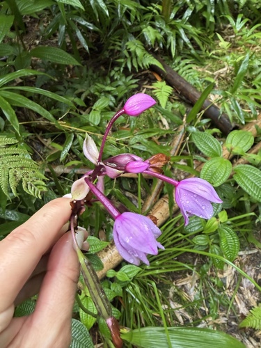 Spathoglottis plicata observed 2026-10-21