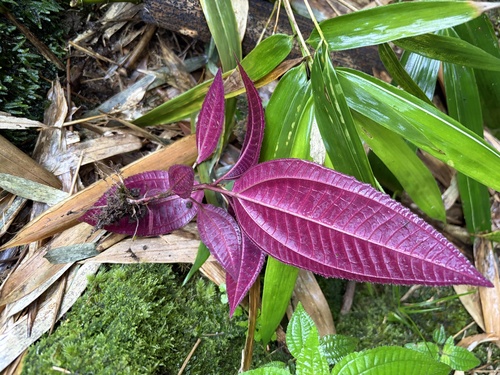 Miconia calvescens observed 2026-10-21