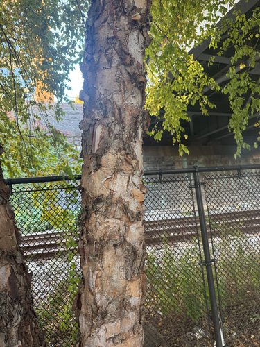 Betula nigra, 2026-10-22