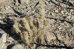 Grusonia