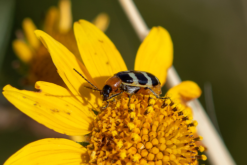 Checkered Melon Beetle